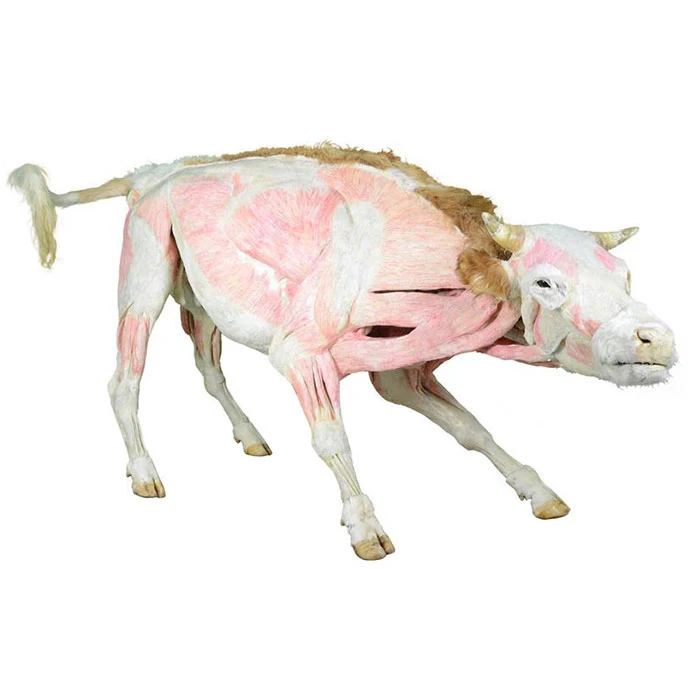 Plastinated-animals-of-cow-2 Plastinated-animals-of-cow-2