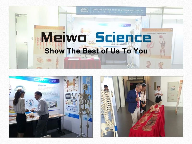Exhibitions and Conferences