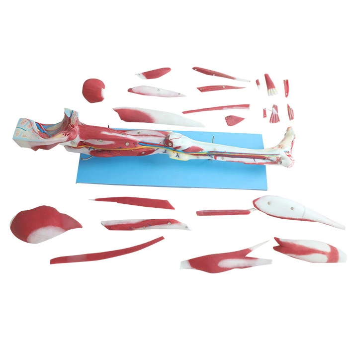 Dissection Of Lower Limb Soft Silicone Anatomy Model Price