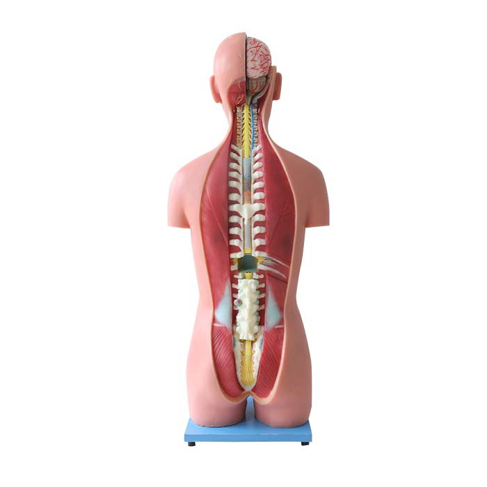 Anatomical Torso Model