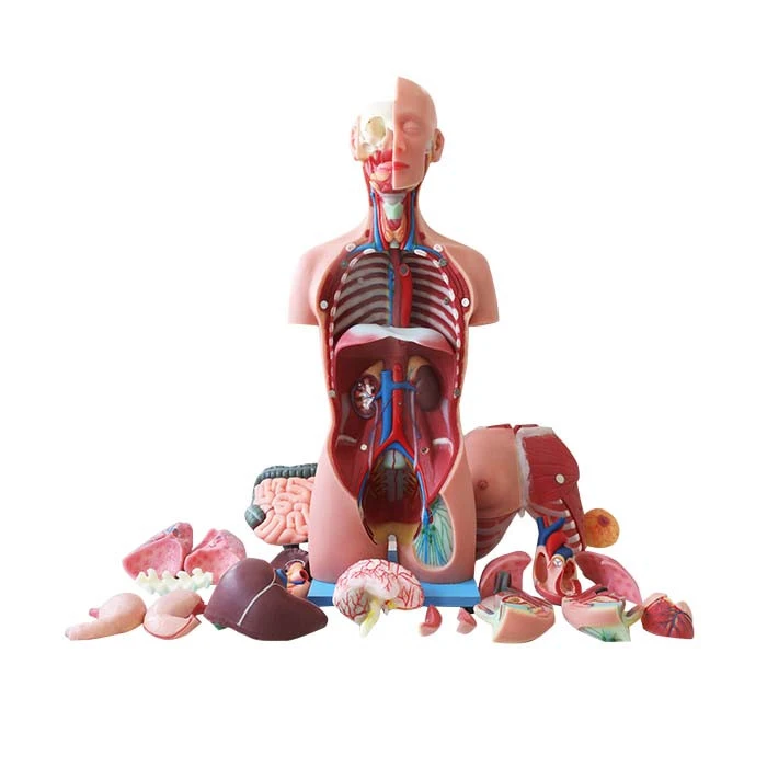 Human Body Torso Model