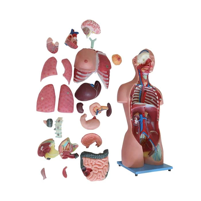 Detachable Human Organ Model