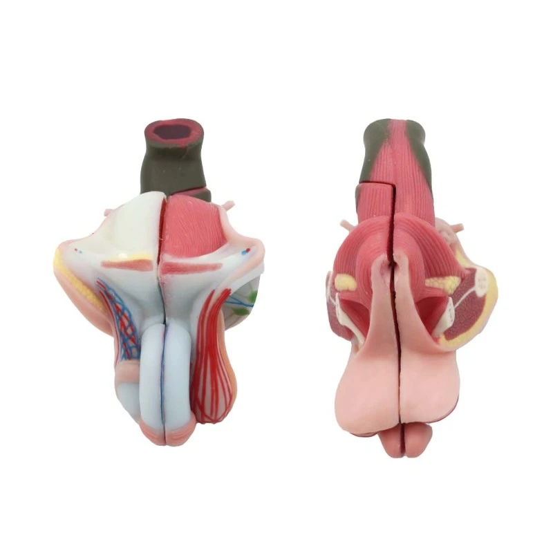 soft male reproductive organ model soft male reproductive organ model