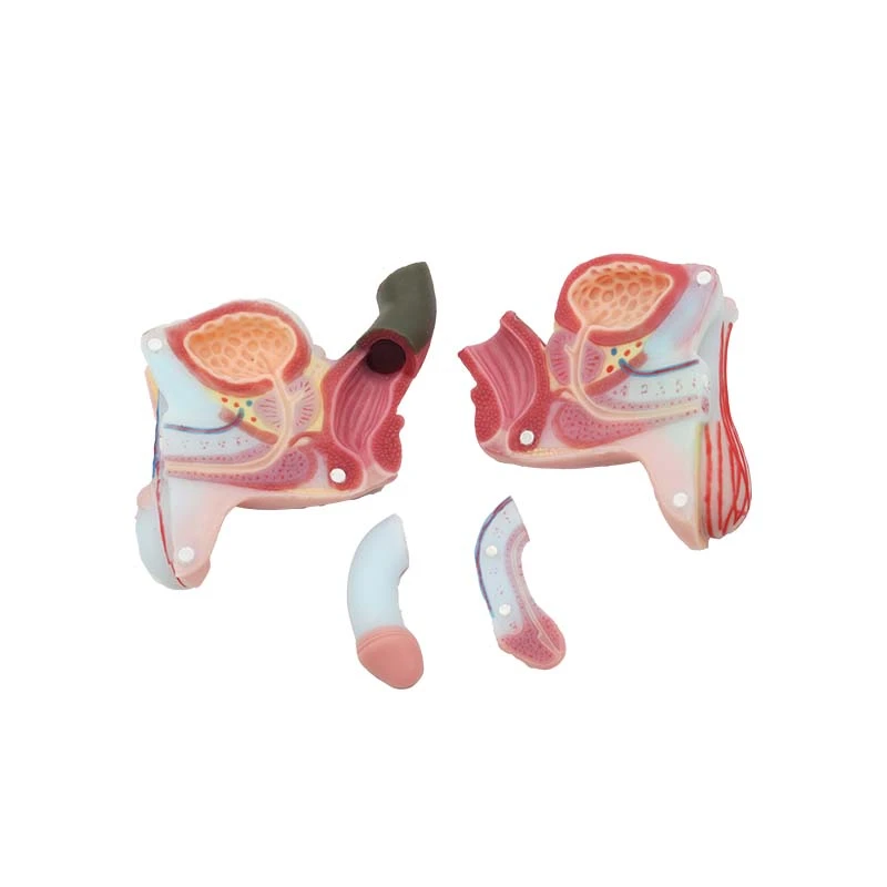 male reproductive organ male reproductive organ