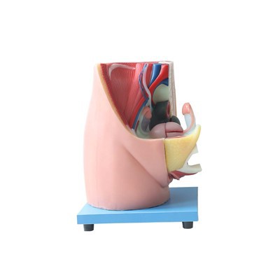 女性の骨盤臓器モデル